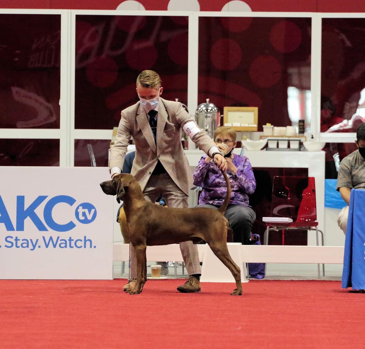Redbone Coonhound Puppies breeder image 15