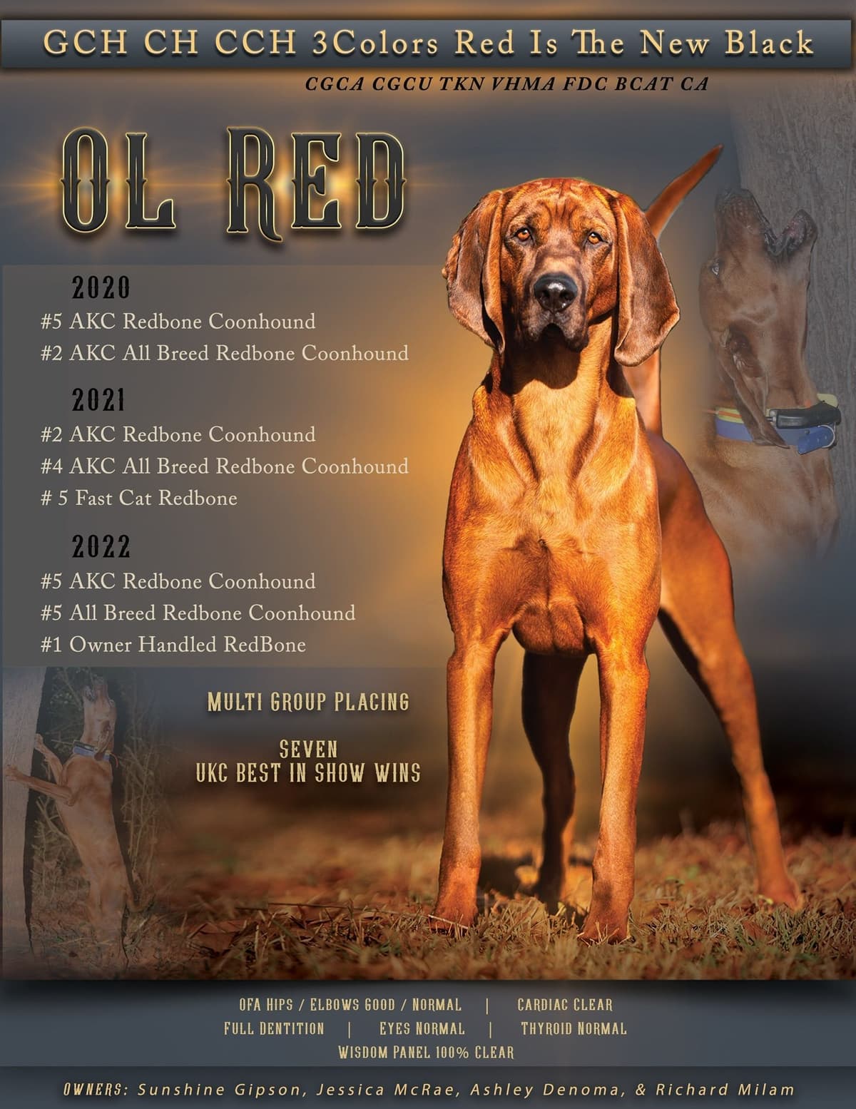 Redbone Coonhound Puppies breeder image 16