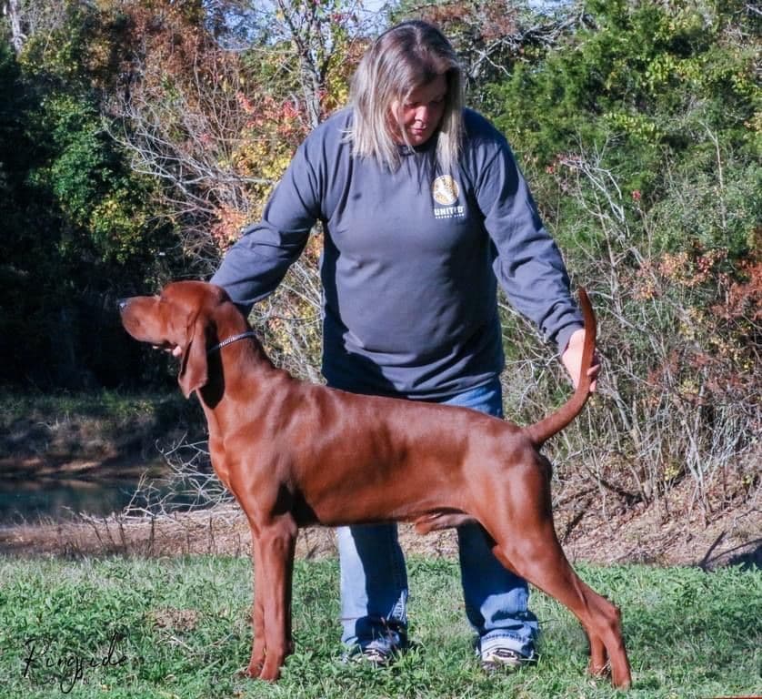 Redbone Coonhound Puppies breeder image 18