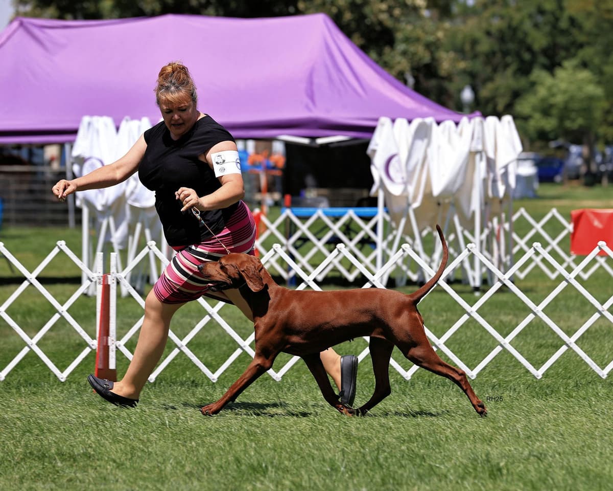 Redbone Coonhound Puppies breeder image 20