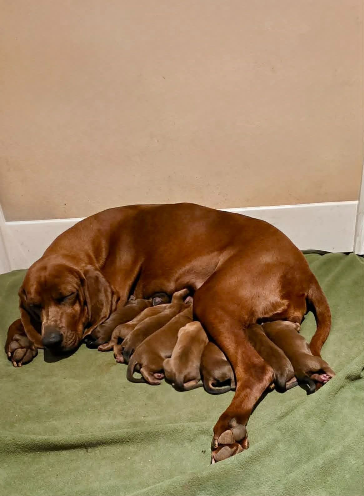 Redbone Coonhound Puppies breeder image 22