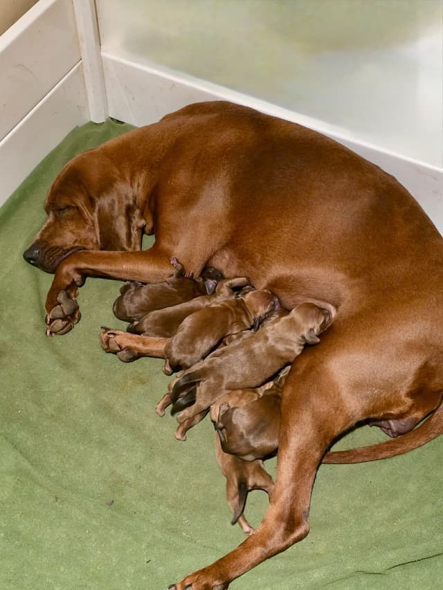 Redbone Coonhound Puppies media 2