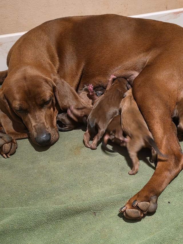 Redbone Coonhound Puppies media 3