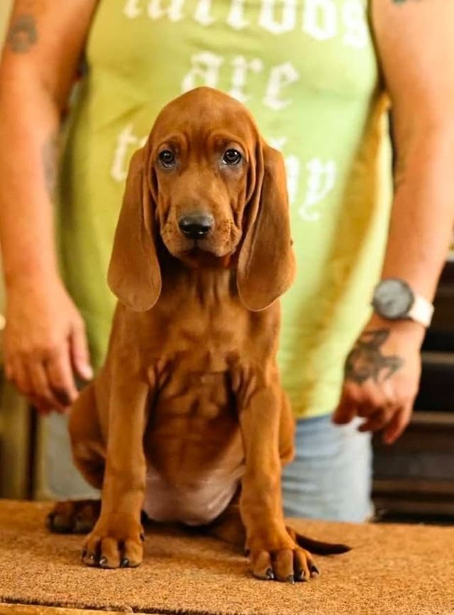 Redbone Coonhound Puppies media 2