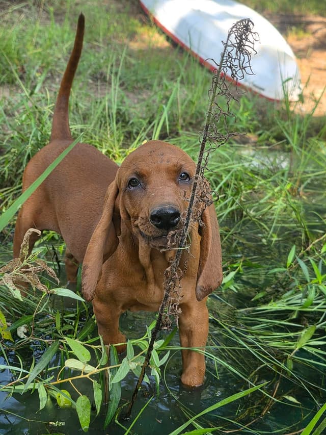 Redbone Coonhound Puppies media 3