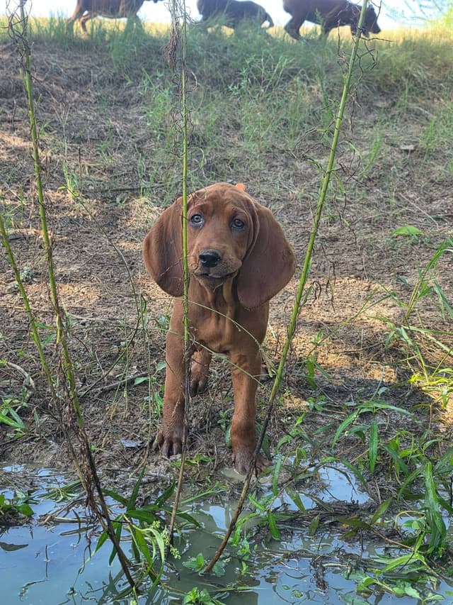 Redbone Coonhound Puppies media 5