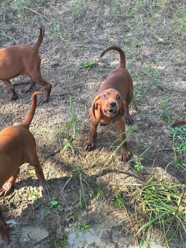 Redbone Coonhound Puppies media 4