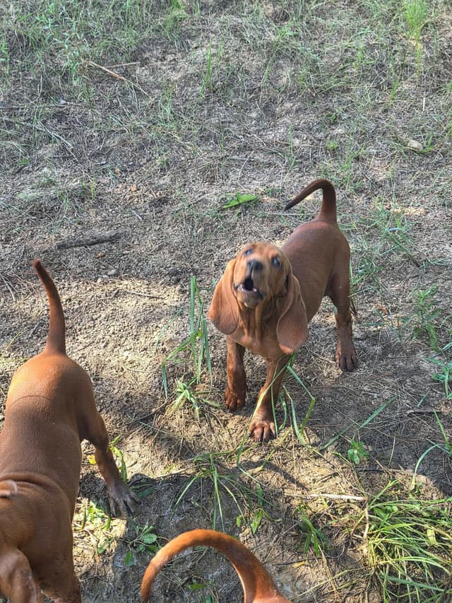 Redbone Coonhound Puppies media 7