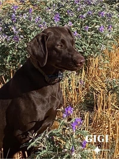 gchs ,ch  Labrador Retriever Puppies breeder image 1