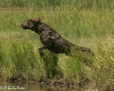 gchs ,ch  Labrador Retriever Puppies breeder image 9
