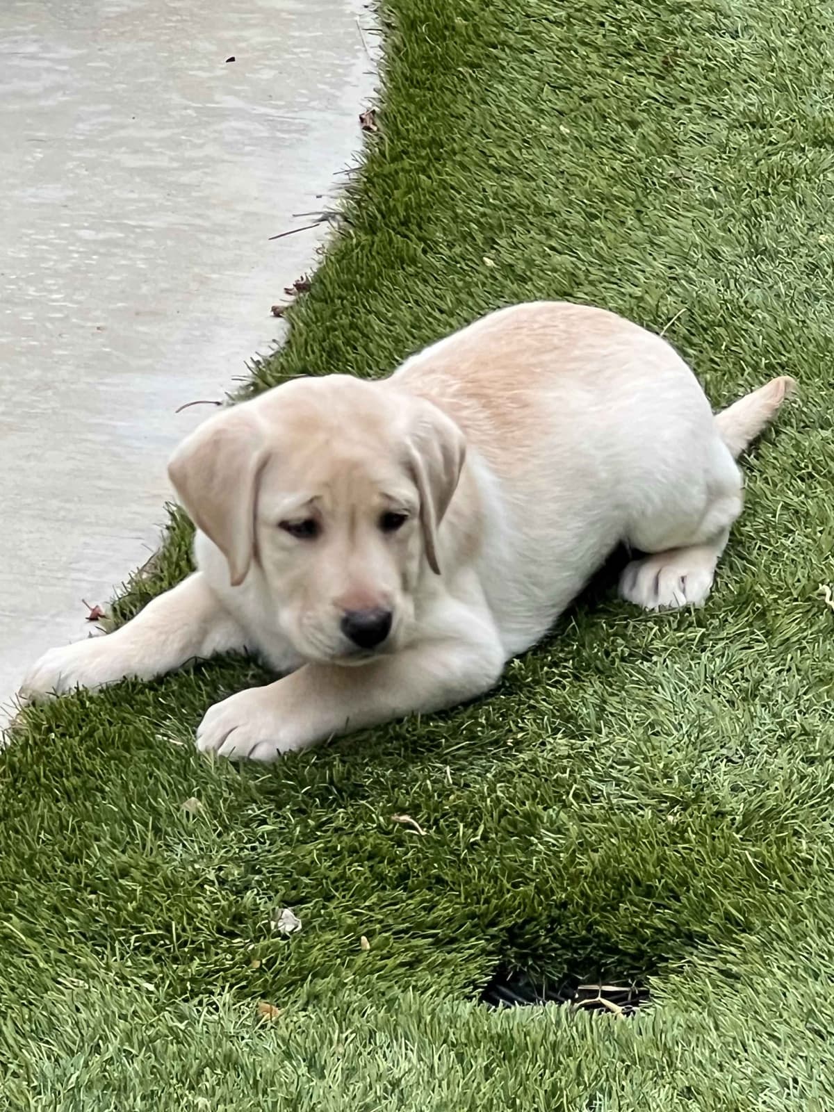 gchs ,ch  Labrador Retriever Puppies breeder image 6