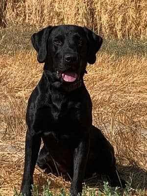 gchs ,ch  Labrador Retriever Puppies breeder image 2