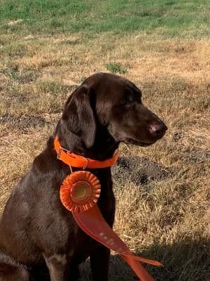 gchs ,ch  Labrador Retriever Puppies breeder image 17