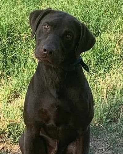 gchs ,ch  Labrador Retriever Puppies breeder image 18
