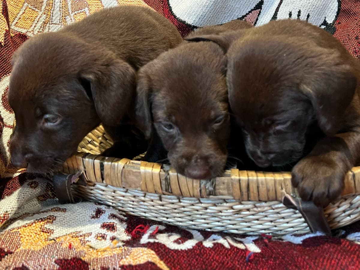 gchs ,ch  Labrador Retriever Puppies breeder image 3