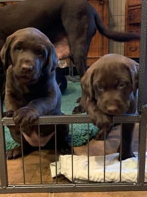 gchs ,ch  Labrador Retriever Puppies breeder image 16