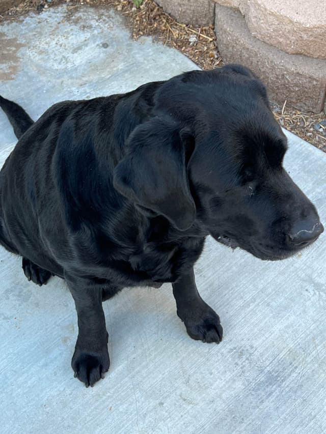 gchs ,ch  Labrador Retriever Puppies media 19
