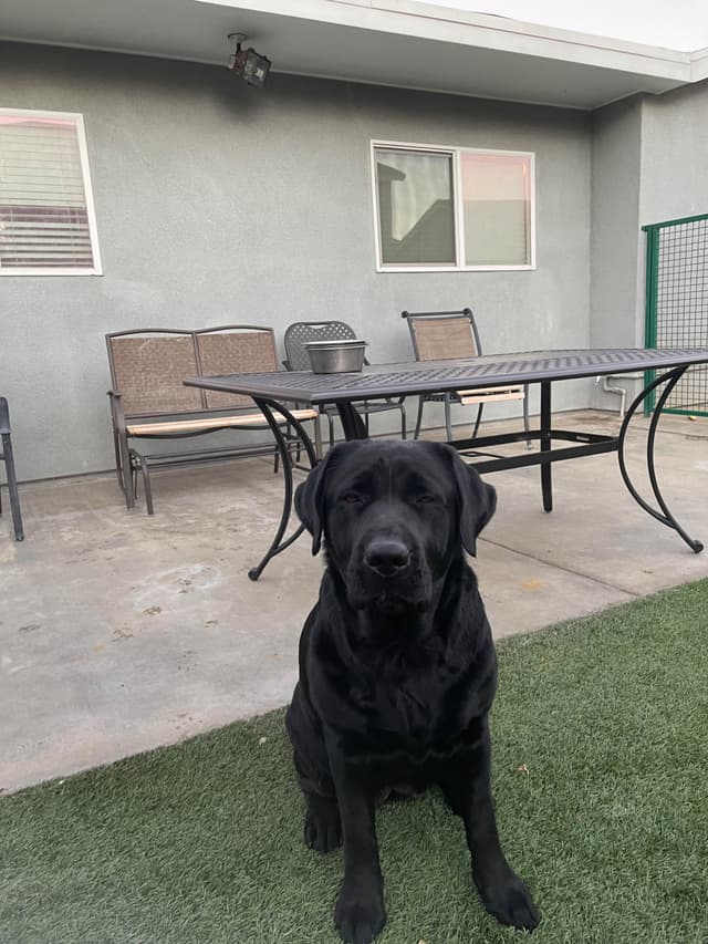 gchs ,ch  Labrador Retriever Puppies media 15