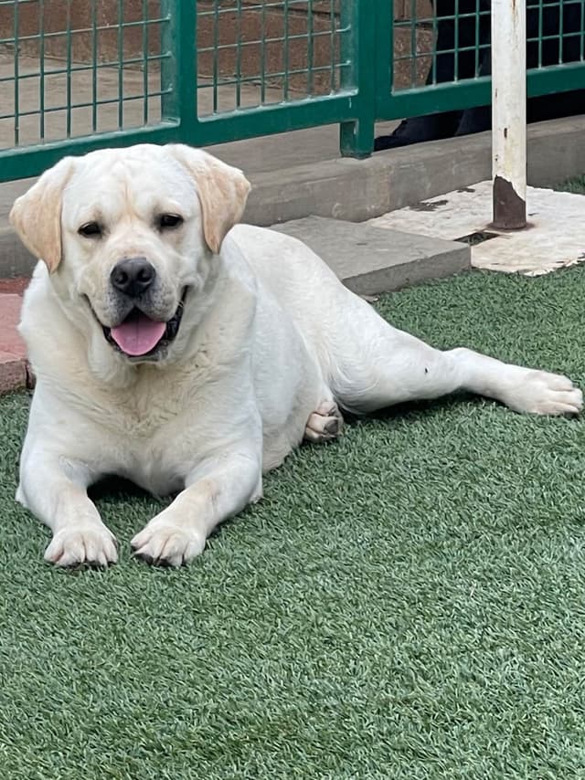 gchs ,ch  Labrador Retriever Puppies media 18