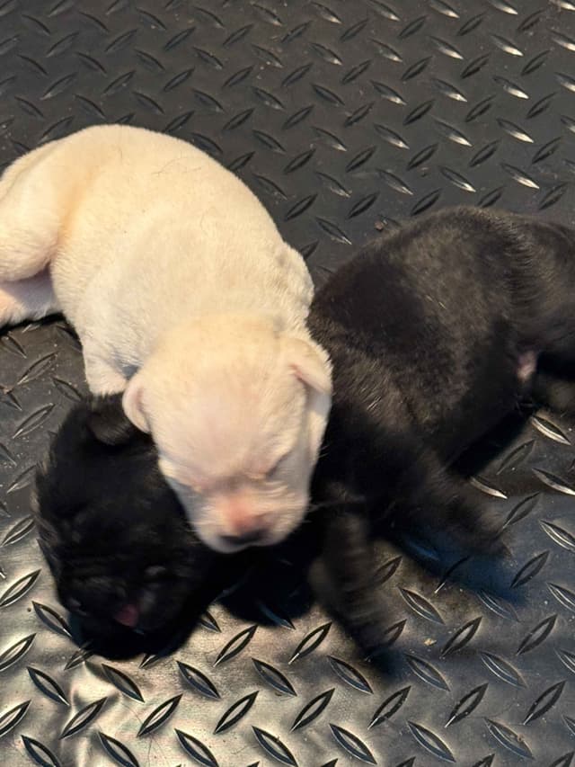 gchs ,ch  Labrador Retriever Puppies media 7