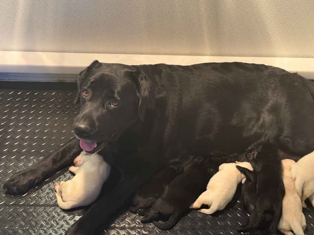 gchs ,ch  Labrador Retriever Puppies media 9