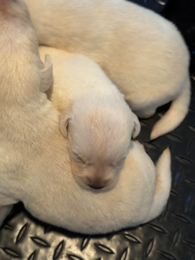 gchs ,ch  Labrador Retriever Puppies media 3