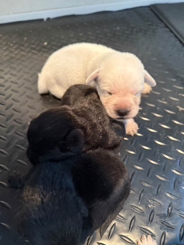 gchs ,ch  Labrador Retriever Puppies media 4