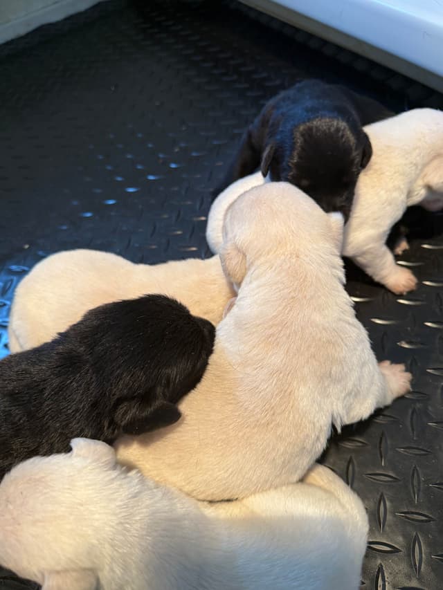 gchs ,ch  Labrador Retriever Puppies media 5