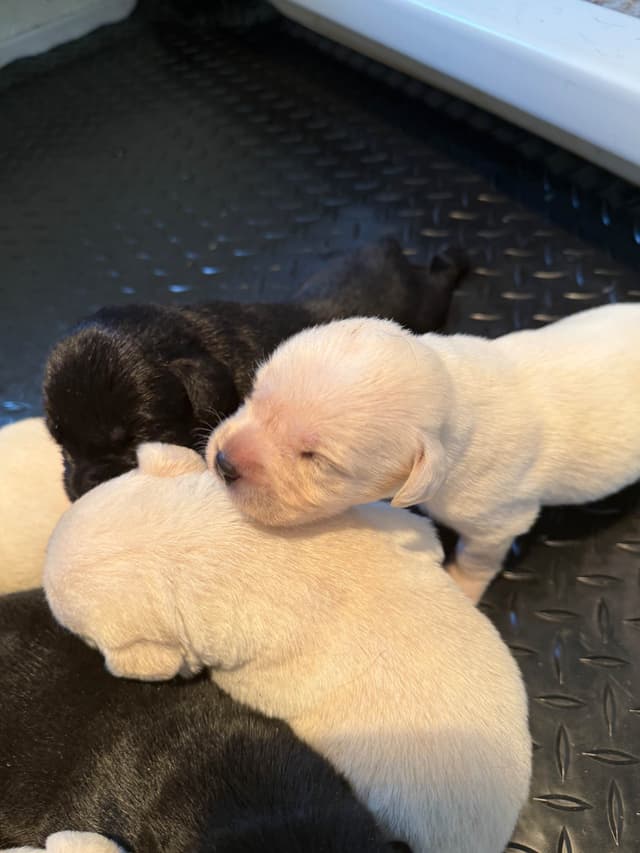 gchs ,ch  Labrador Retriever Puppies media 6