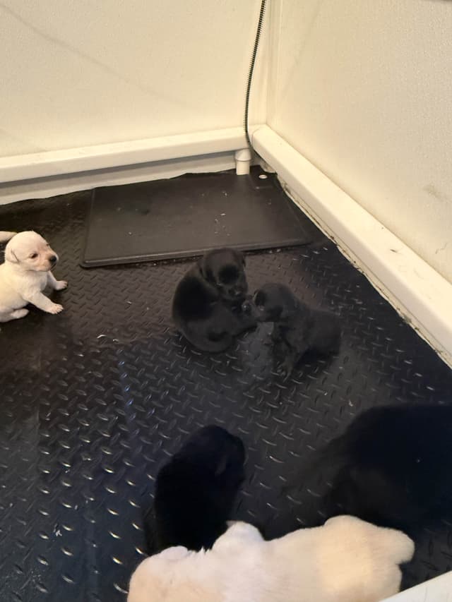 gchs ,ch  Labrador Retriever Puppies media 2