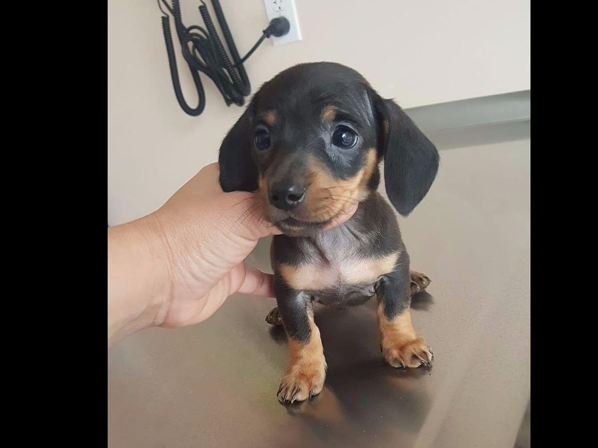 Dachshund Puppies breeder image 3