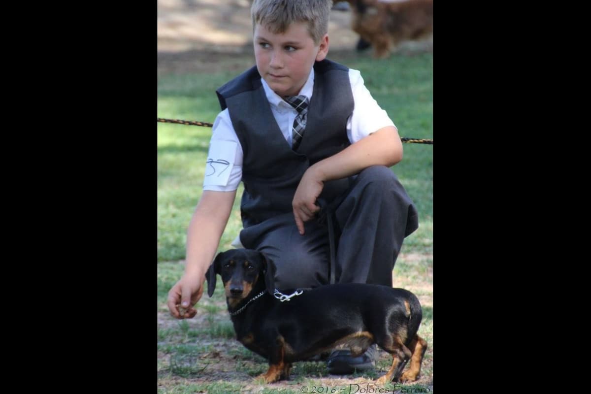 Dachshund Puppies breeder image 1