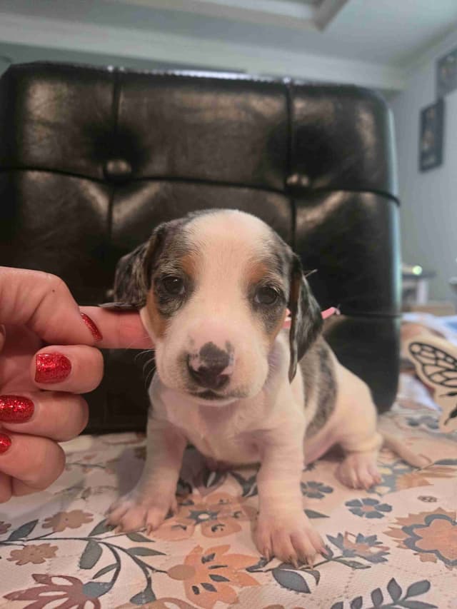 Dachshund Puppies media 2