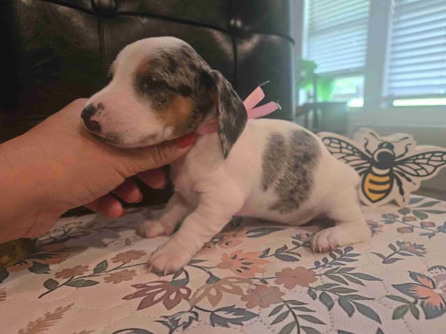 Dachshund Puppies media 3