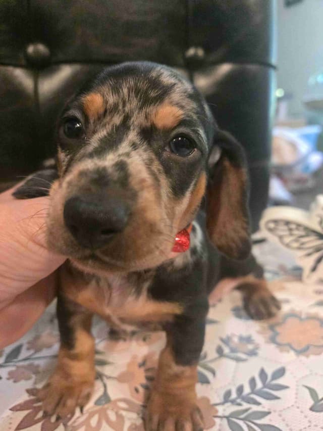 Dachshund Puppies media 4