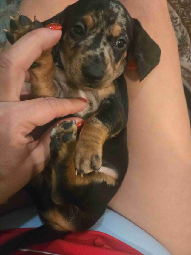 Dachshund Puppies media 5