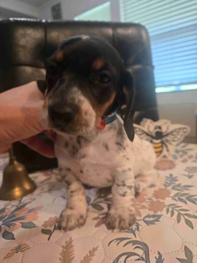 Dachshund Puppies media 6