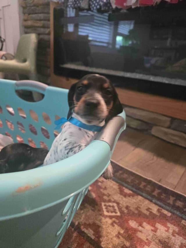 Dachshund Puppies media 8
