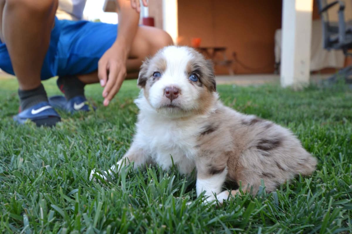 Australian Shepherd Puppies breeder image 1