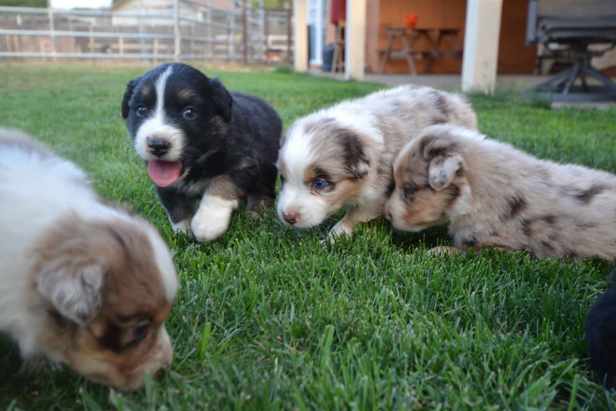 Australian Shepherd Puppies breeder image 2