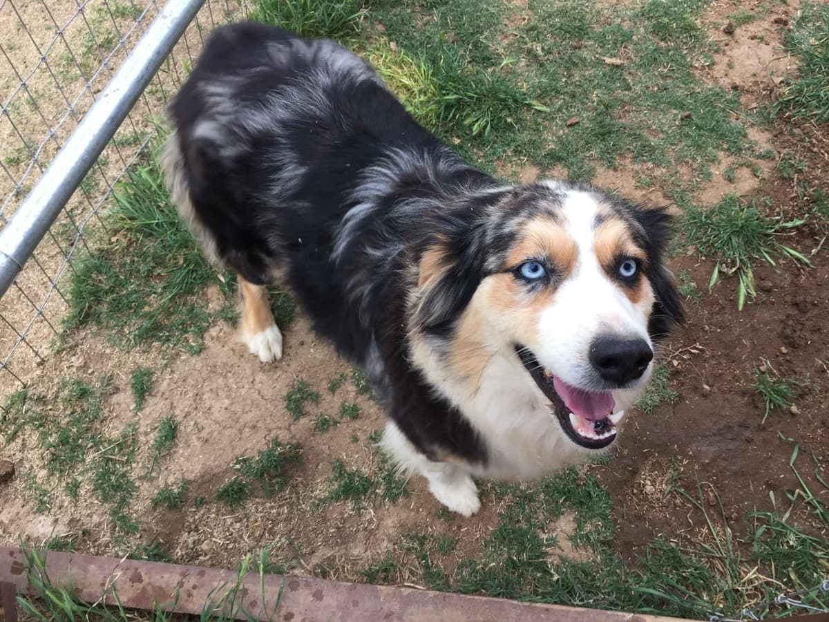Australian Shepherd Puppies breeder image 3