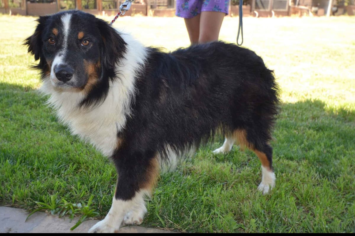 Australian Shepherd Puppies breeder image 5