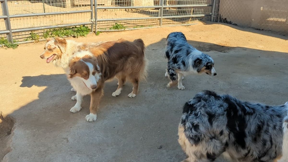Australian Shepherd Puppies breeder image 6