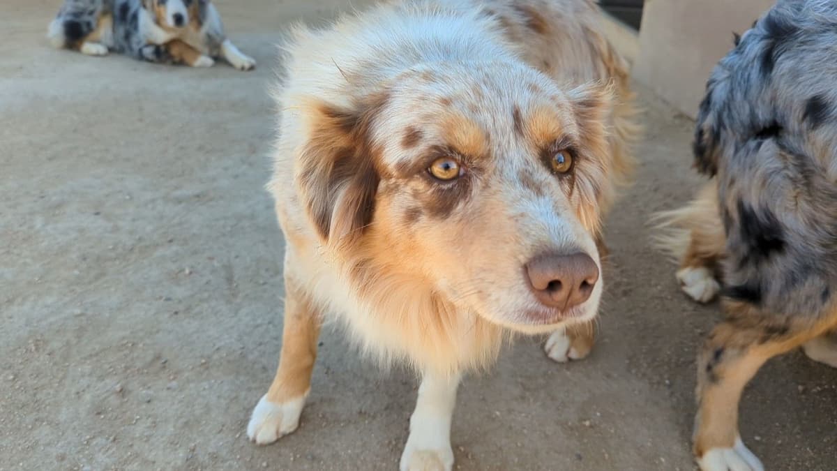 Australian Shepherd Puppies breeder image 8