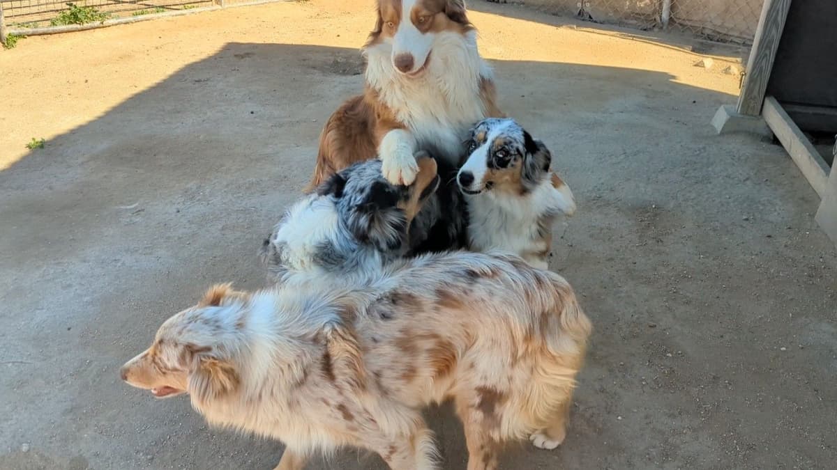 Australian Shepherd Puppies breeder image 7
