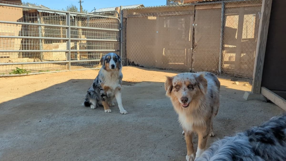 Australian Shepherd Puppies breeder image 9