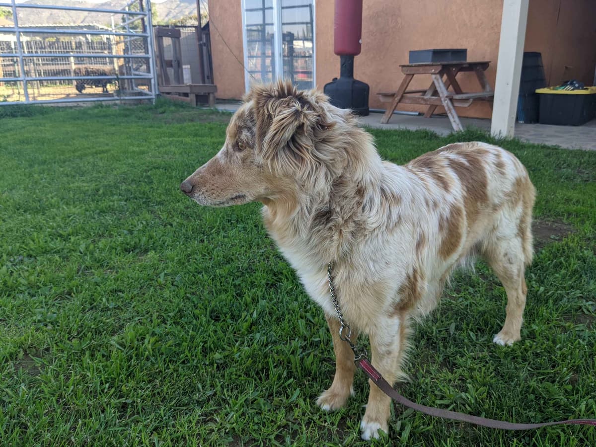 Australian Shepherd Puppies breeder image 10