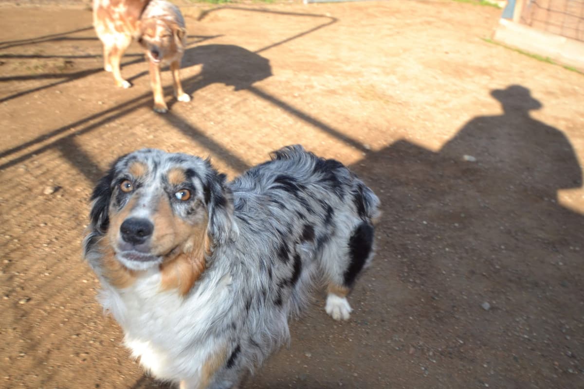 Australian Shepherd Puppies breeder image 11