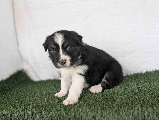 Australian Shepherd Puppies media 3