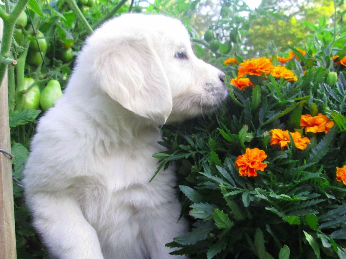 Golden Retriever Puppies breeder image 1